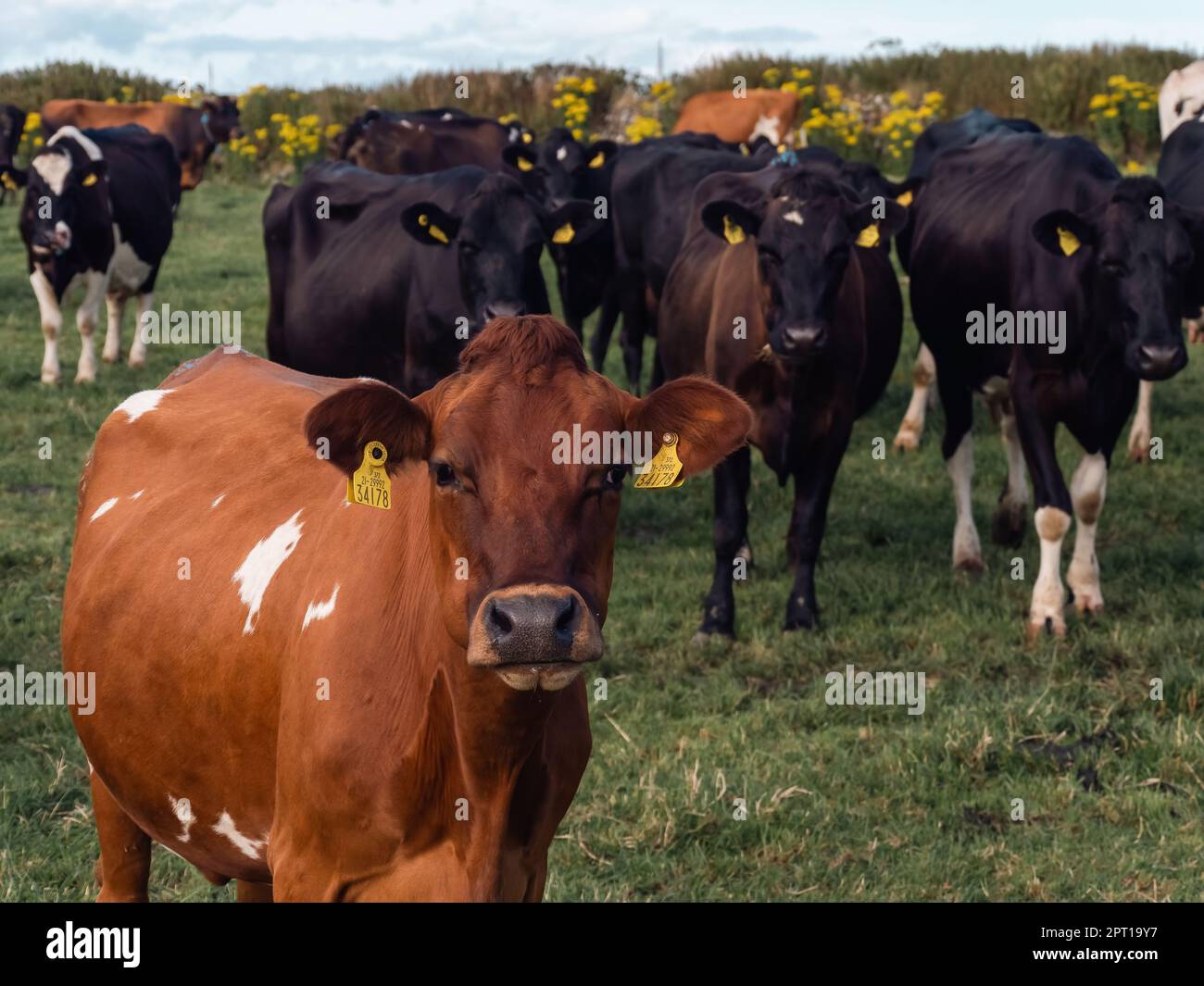 Kühe auf der grünen Weide einer irischen Viehzucht an einem Sommerabend. Schwarze und braune Kühe auf grünem Grasfeld Stockfoto