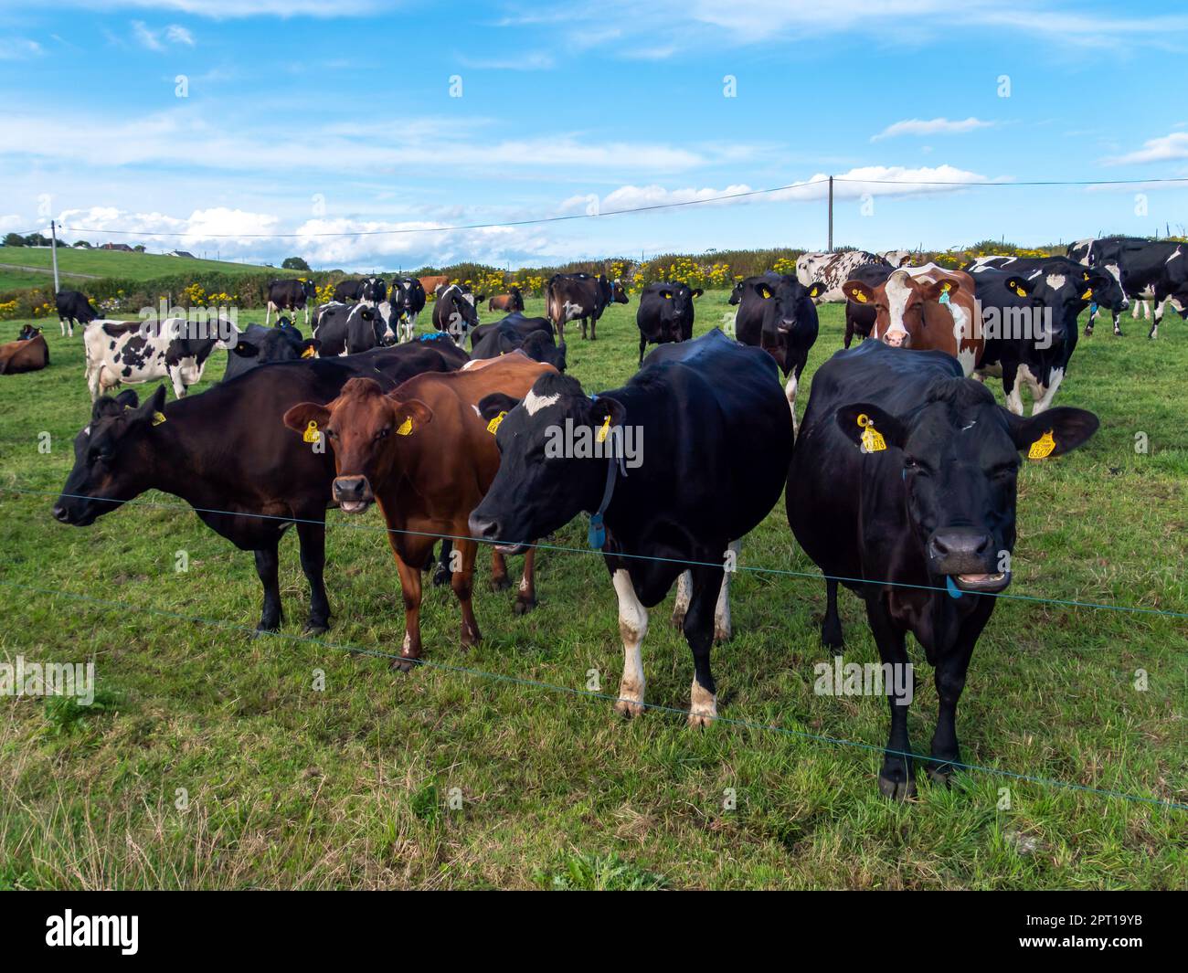 Ein paar hornlose Kühe auf der grünen Weide einer irischen Viehzucht an einem Sommerabend. Schwarze und braune Kühe auf dem Feld Stockfoto