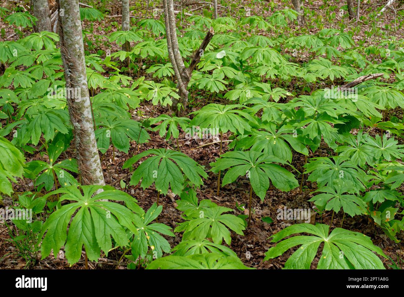 Dichte Abdeckung von Mayapple-Pflanzen, die wie Regenschirme aussehen, die in einem Wald wachsen, umgeben von Bäumen und herabfallenden Blättern in einem schattigen Gebiet im Frühling Stockfoto