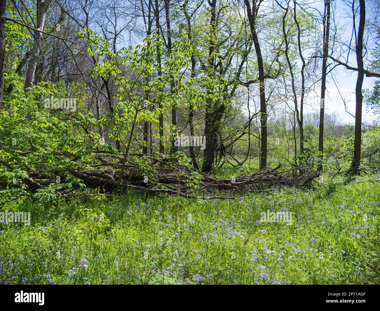 Graham Cave State Park Stockfoto Graham Cave State Park Stockfoto