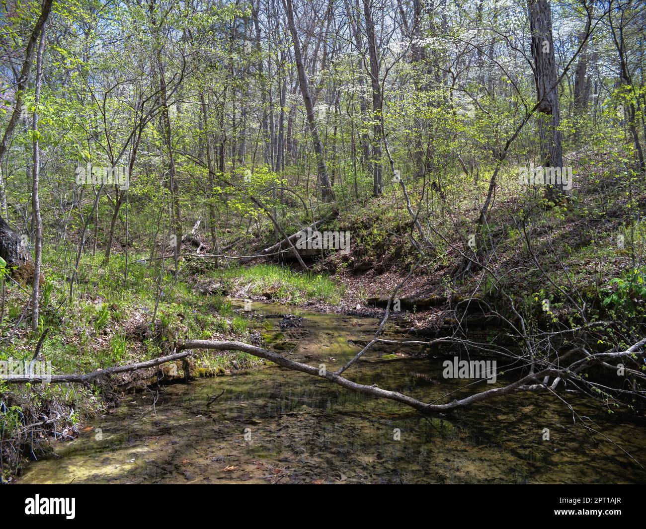 Graham Cave State Park Stockfoto Graham Cave State Park Stockfoto