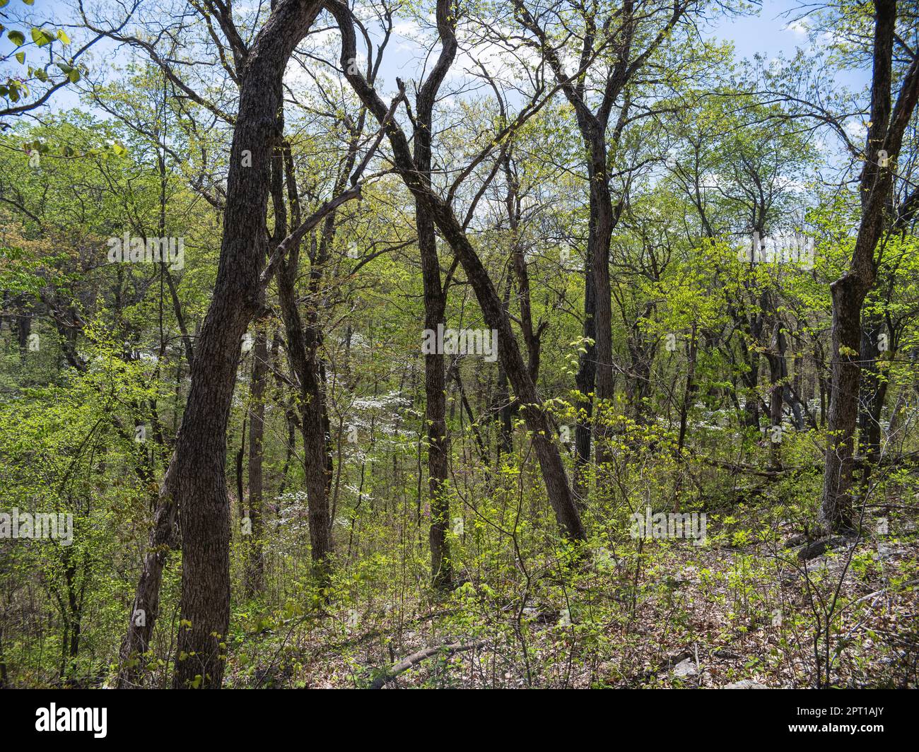 Graham Cave State Park Stockfoto Graham Cave State Park Stockfoto