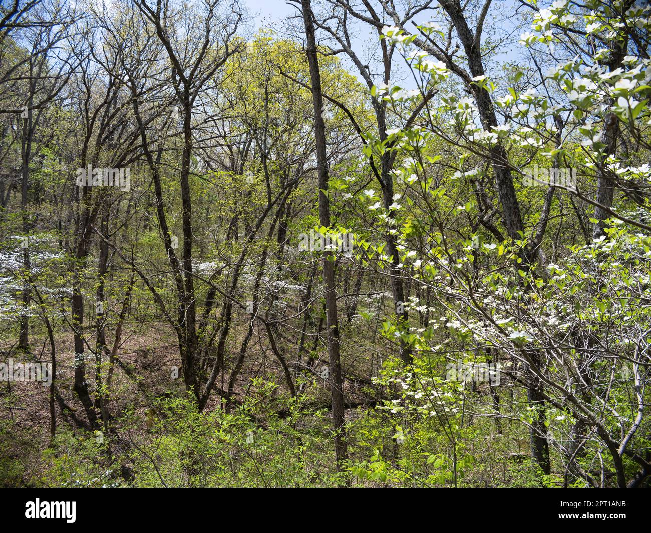 Graham Cave State Park Stockfoto Graham Cave State Park Stockfoto