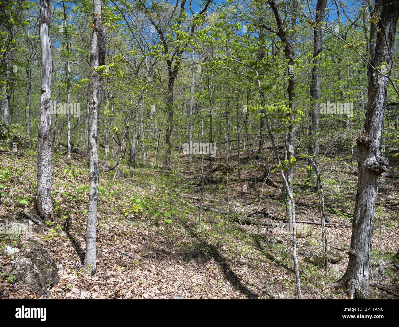 Graham Cave State Park Stockfoto