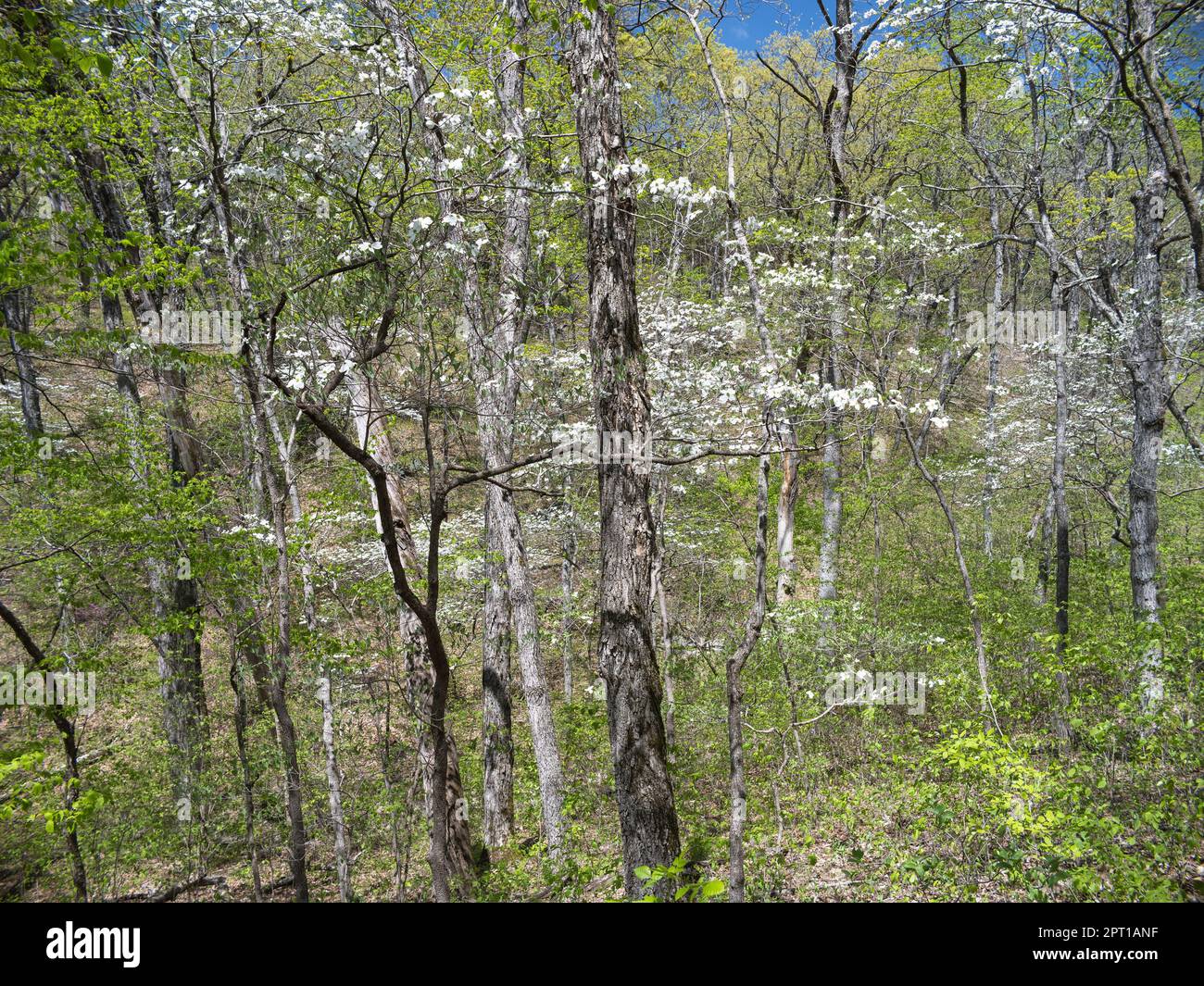 Graham Cave State Park Stockfoto Graham Cave State Park Stockfoto