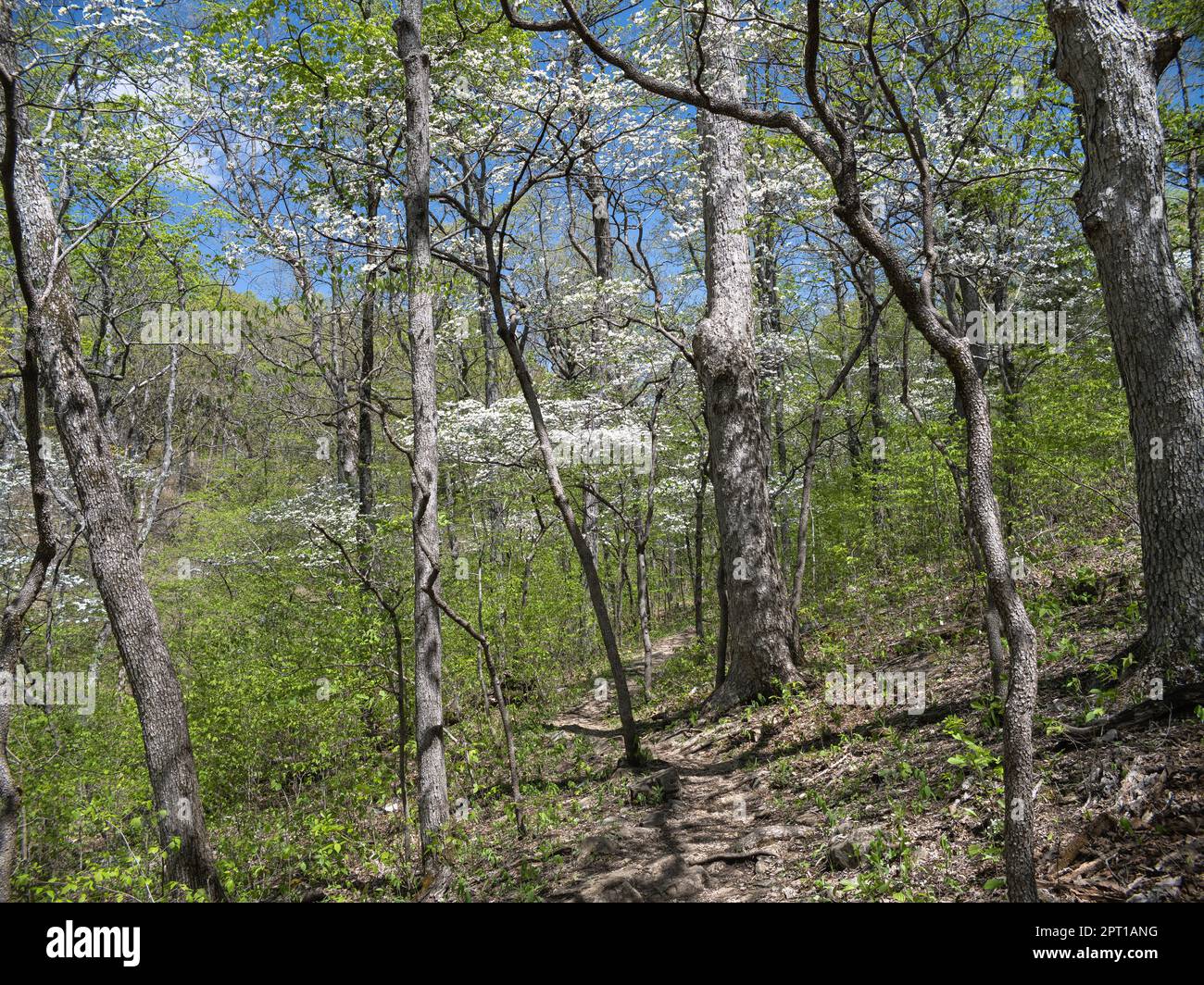 Graham Cave State Park Stockfoto Graham Cave State Park Stockfoto