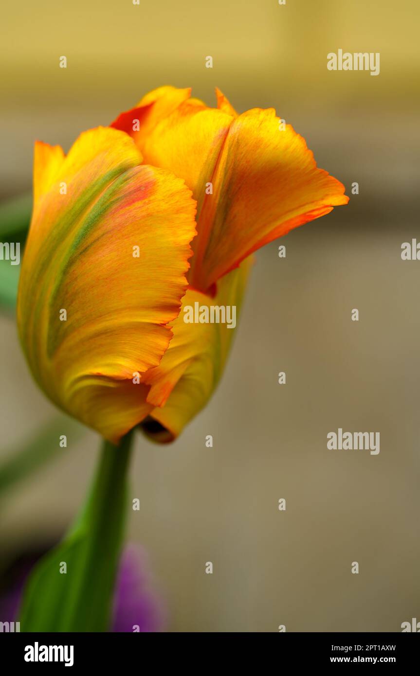 Gelbe Tulpe, blühende Blume in natürlichem Lebensraum, zarte Blume zwischen grünen Blättern, Zierpflanze, Nahaufnahme, Nahaufnahme, elegant, Intim Stockfoto