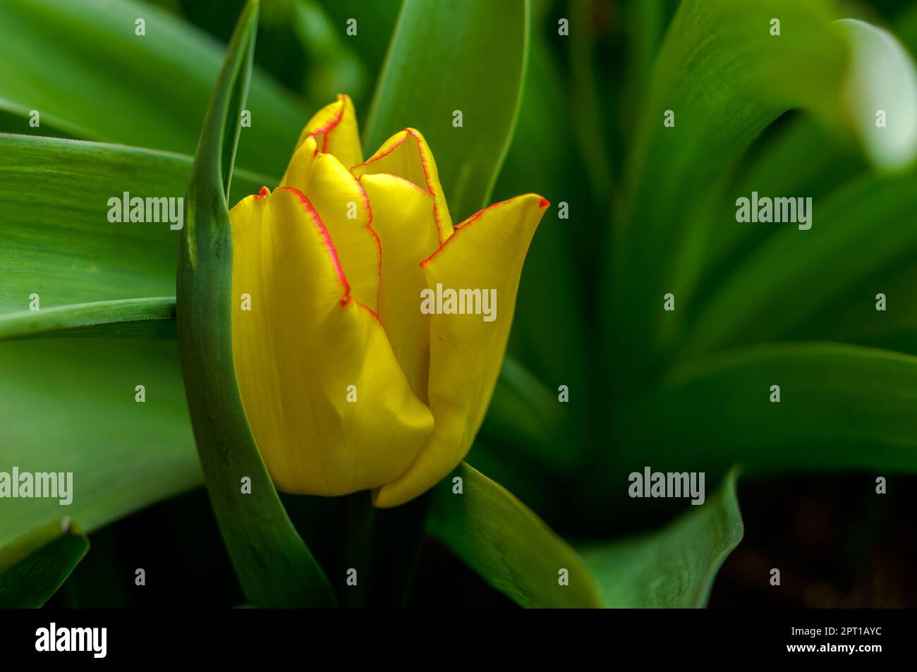 Gelbe Tulpe, blühende Blume in natürlichem Lebensraum, zarte Blume zwischen grünen Blättern, Zierpflanze, Nahaufnahme, Nahaufnahme, elegant, Intim Stockfoto