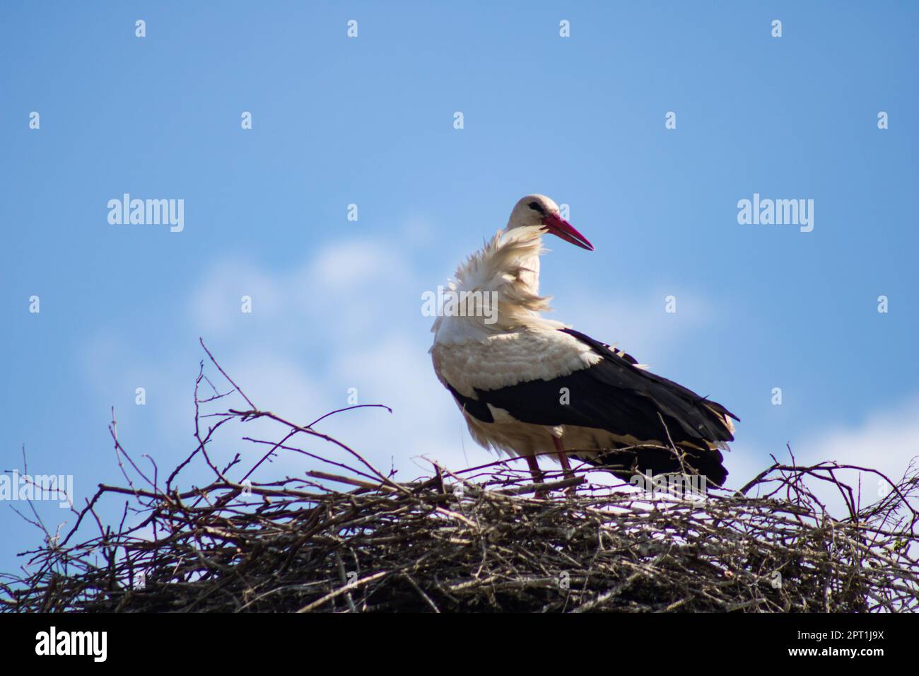 Frühling und weißer Storch am blauen Himmel. 28.04.2023 Bialystok Polen. Schwarzer und weißer Storch im Frühling auf dem Nest. Stockfoto