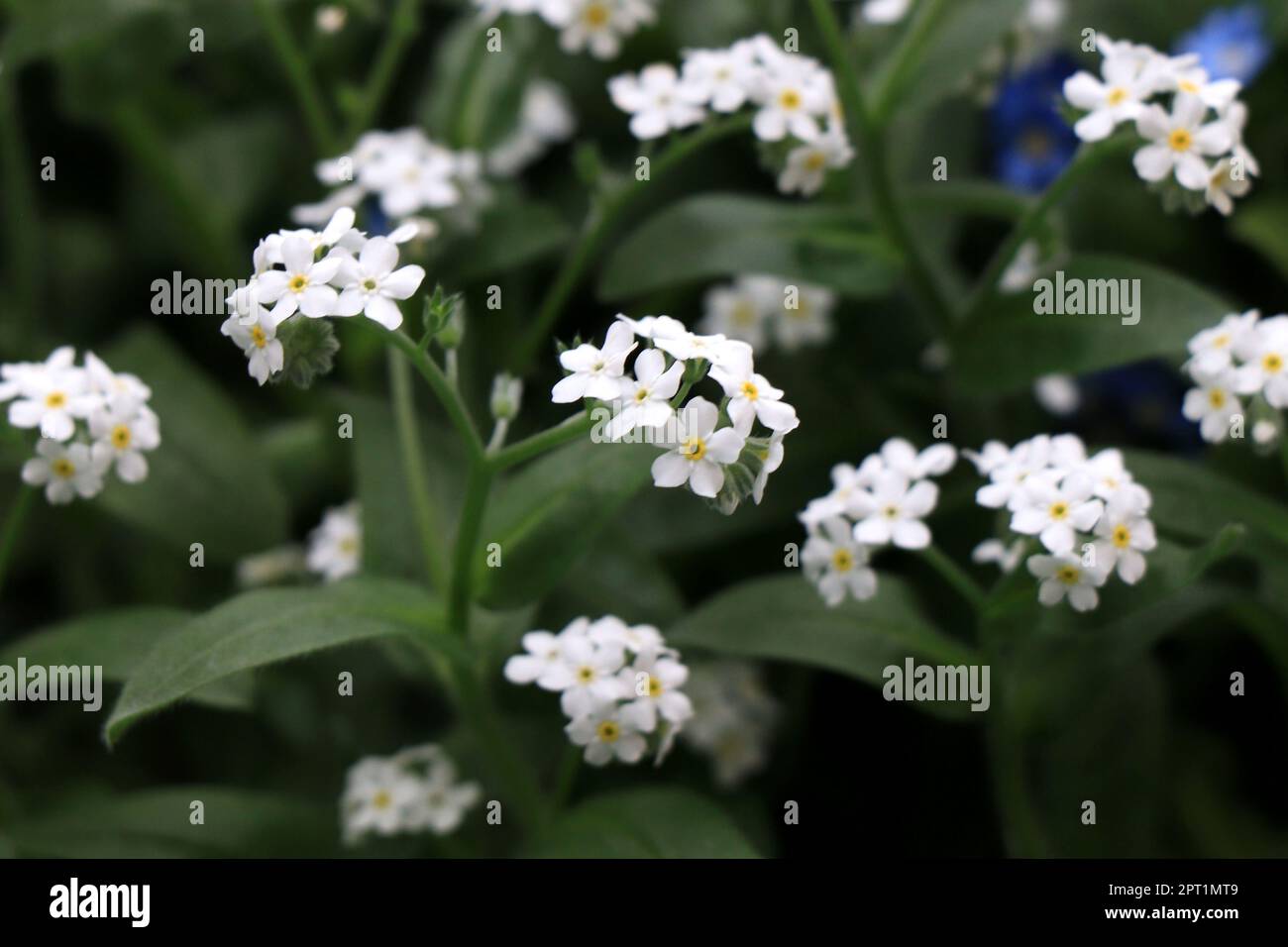 Blühende weiße Vergessenheit. Vergiss-mich-nicht-Blume in der Natur Stockfoto