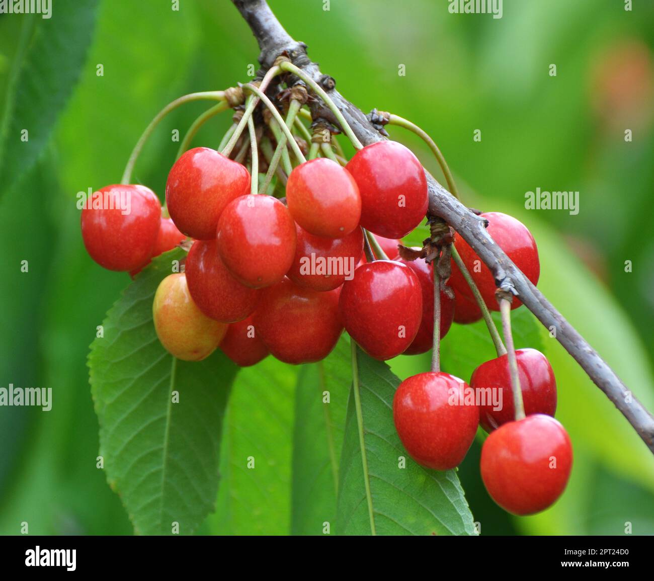 Auf einem Baumzweig, reife rote Beeren, Süßkirsche (Prunus avium) Stockfoto