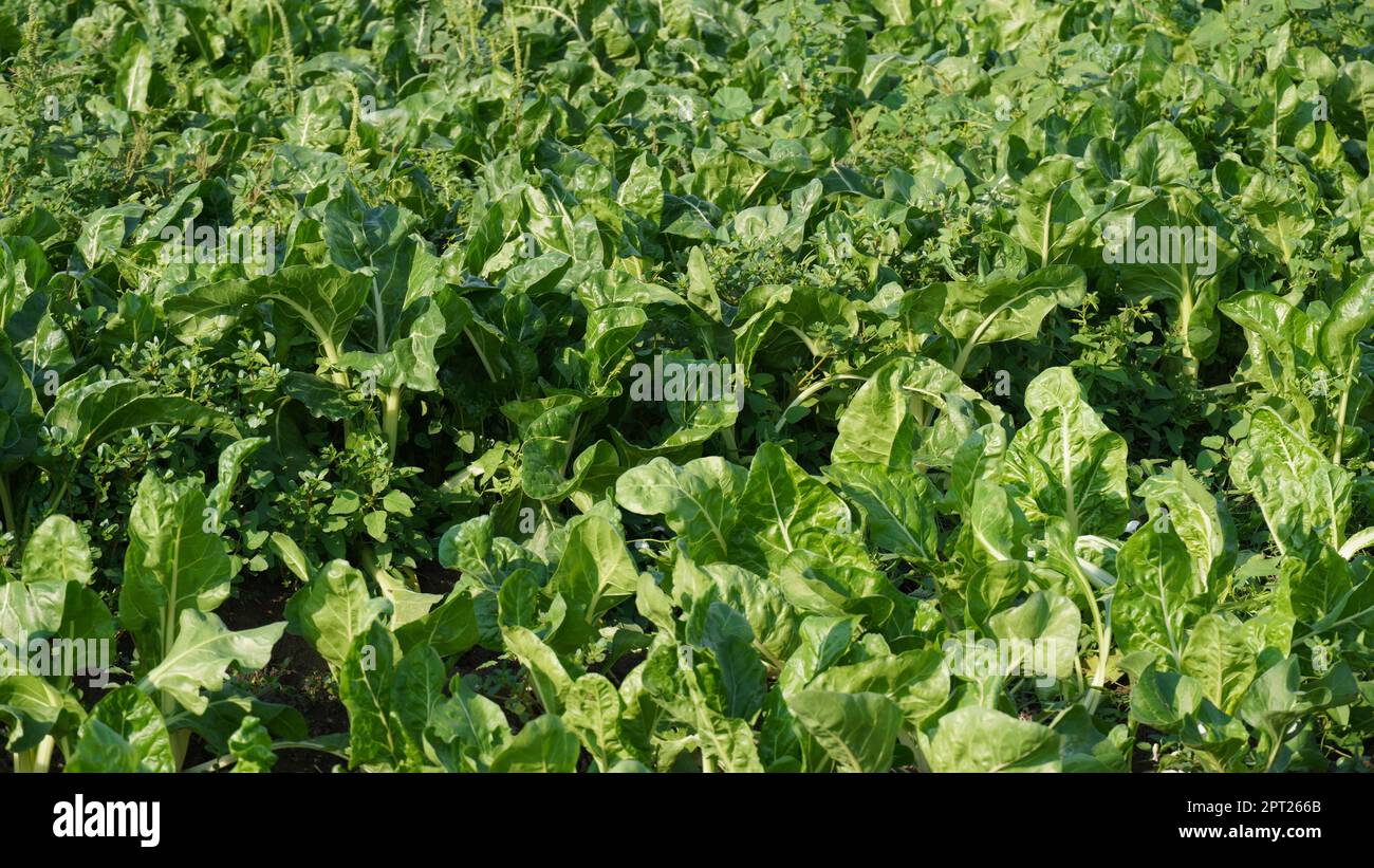 Abbildung des Silverbeet-Feldes. Silberrüben oder Mangold, der im Gemüsegarten wächst. Stockfoto