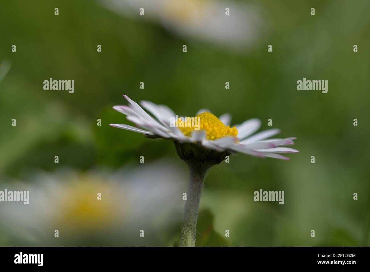 Makrofotografie einer Blume im Frühling Stockfoto