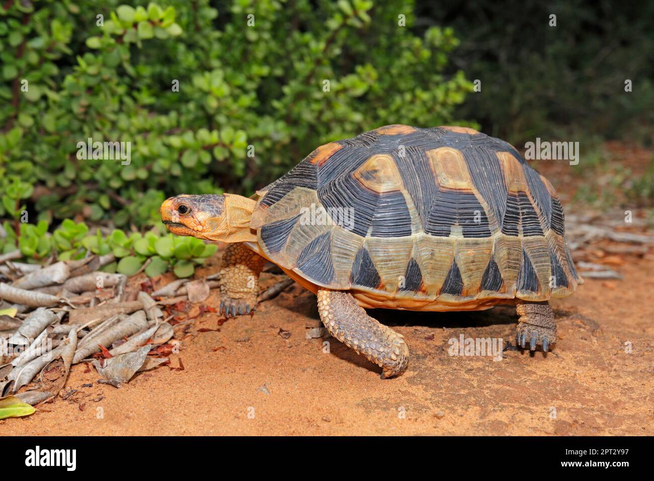 Eine kleine Angulatschildkröte (Chersina angulata) in einem natürlichen Lebensraum, Südafrika Stockfoto