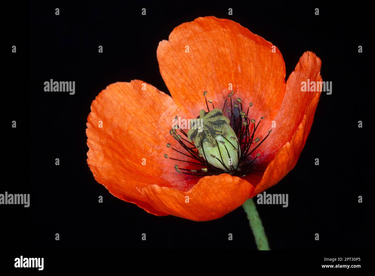 Nahaufnahme der schönen roten Mohnblume isoliert auf schwarzem Hintergrund Stockfoto