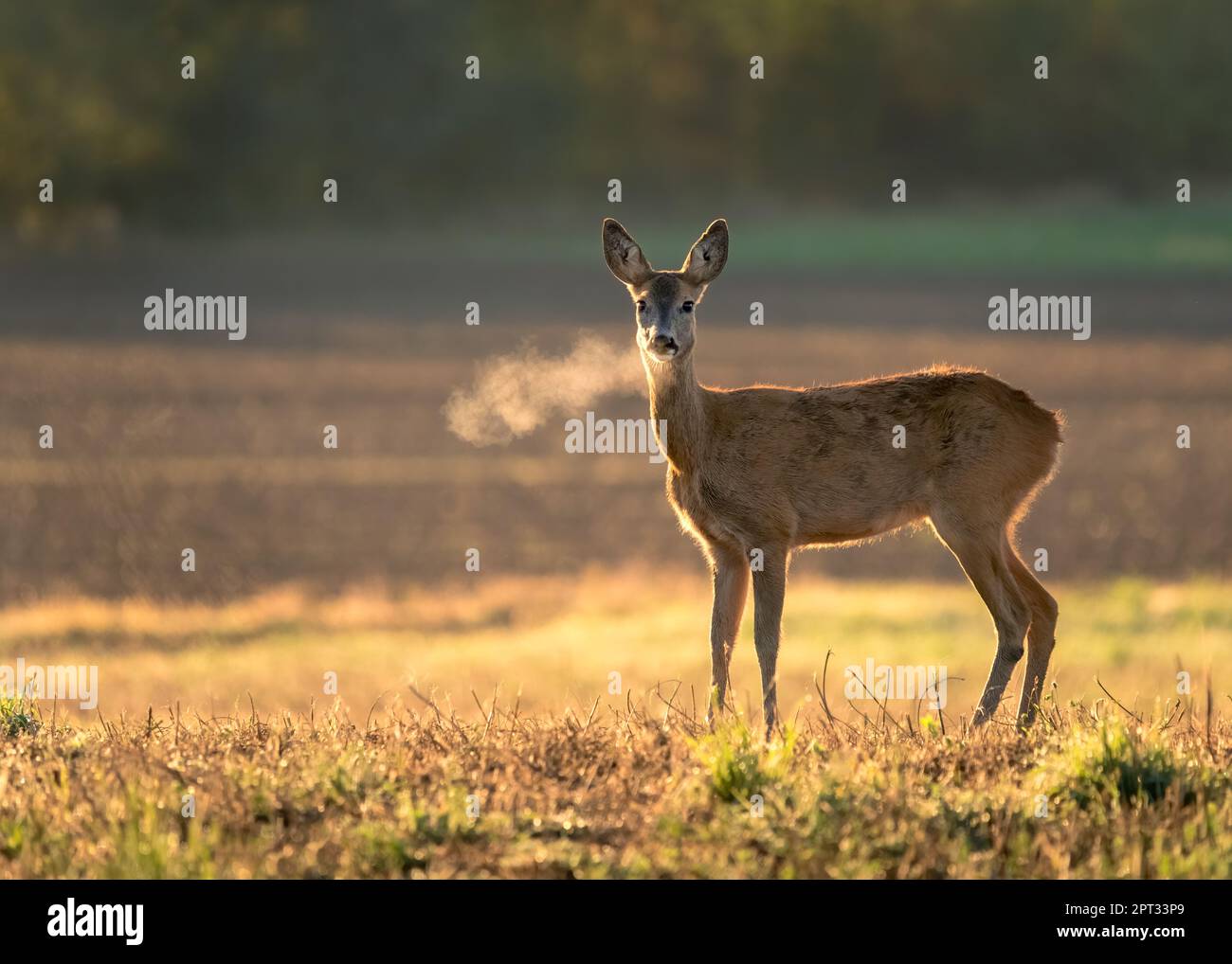 Unschuldige Rehe, Capreolus capreolus, DOE mit Blick auf Kamera auf der Wiese früh am Sommermorgen mit grünem Gras nass von Tau und Licht Nebel erstellen Stockfoto