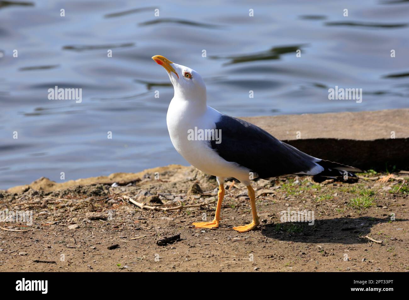 Little Black-Back Gull Larus fuscus, Roath Park Lake, Cardiff, Südwales. Stockfoto