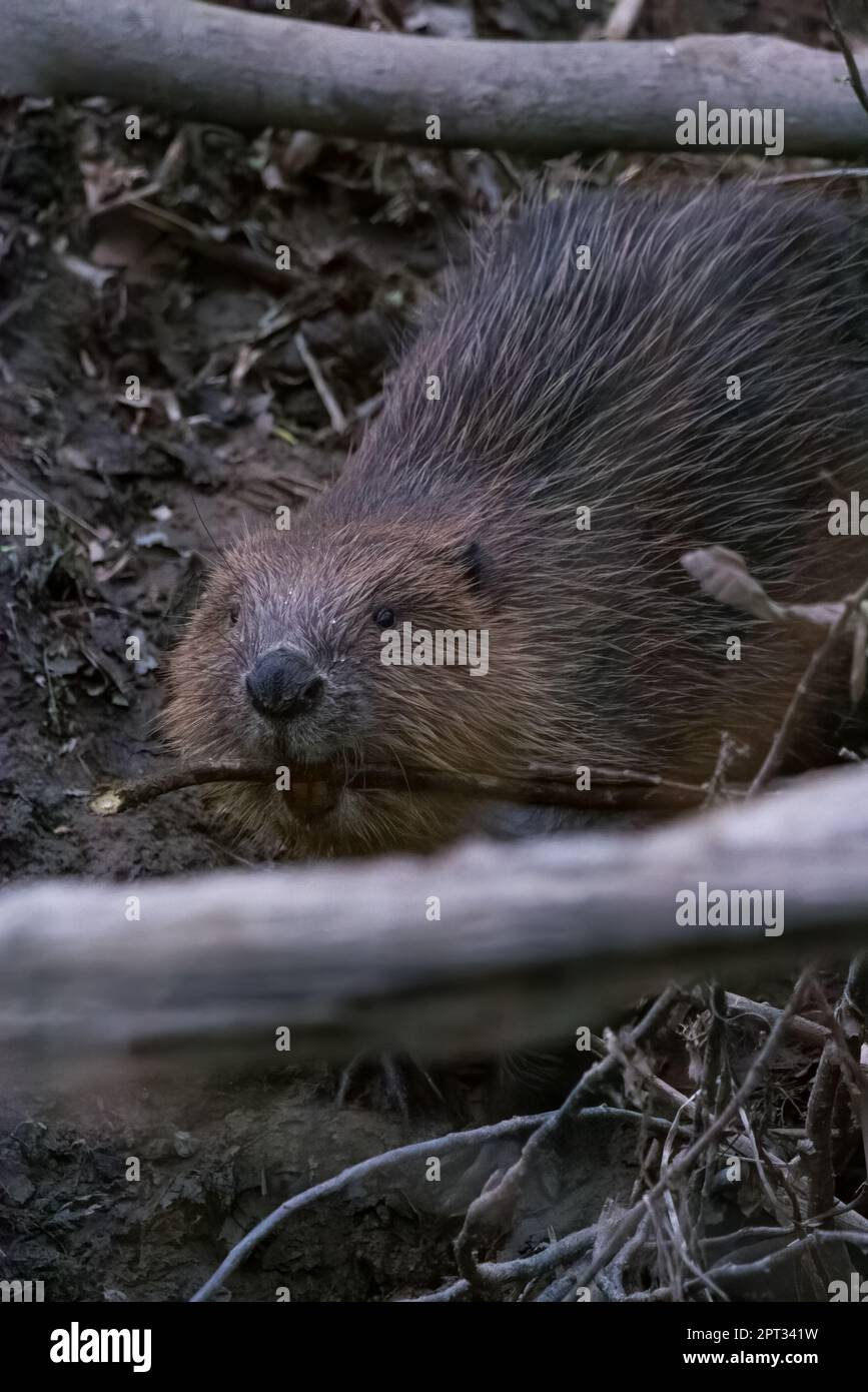 Eurasischer/Europäischer Biber (Castor Fiber) auf River Tay, Perthshire, Schottland, Vereinigtes Königreich. Stockfoto