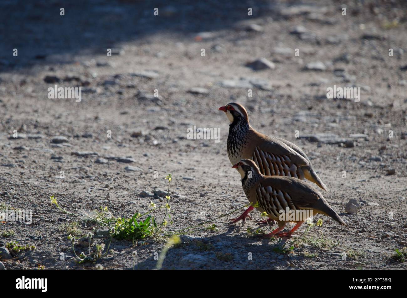 Paar rotbeinige Rebhühner Alectoris Rufa. Pajonales. Integral Natural Reserve von Inagua. Tejeda. Gran Canaria. Kanarische Inseln. Spanien. Stockfoto