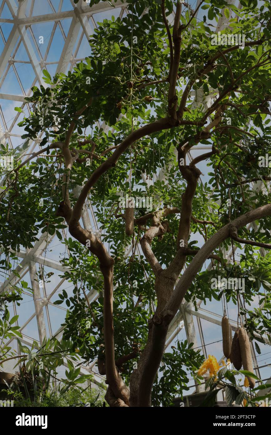 Im Tropical Dome im Mitchell Park Horticultural Conservatory in Milwaukee, Wisconsin, USA, wächst Kigelia pinnata, ein Baum mit Wurstfrüchten Stockfoto