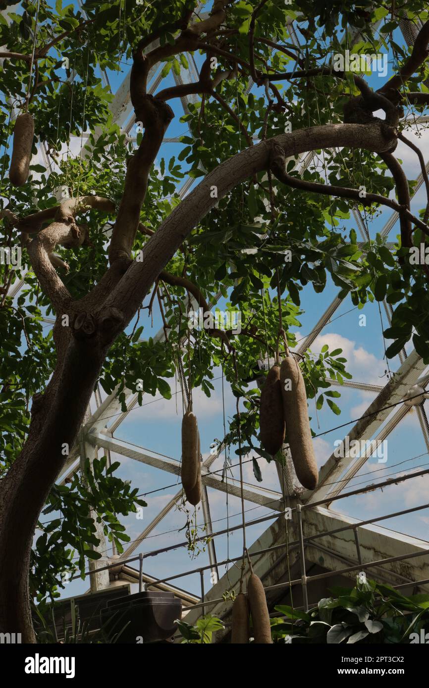 Im tropischen Dom des Mitchell Park Horticultural Conservatory wächst ein Obstbaum, Kigelia pinnata, mit Früchten Stockfoto