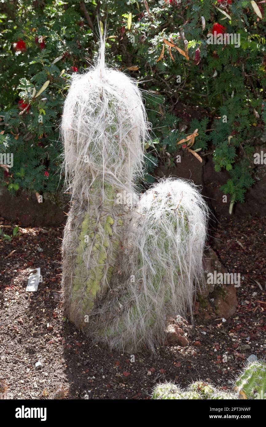 Cephalocereus senilis cactus mit wolligen weißen Haaren, auch bekannt als Old man cactus, erblüht im Frühling Stockfoto