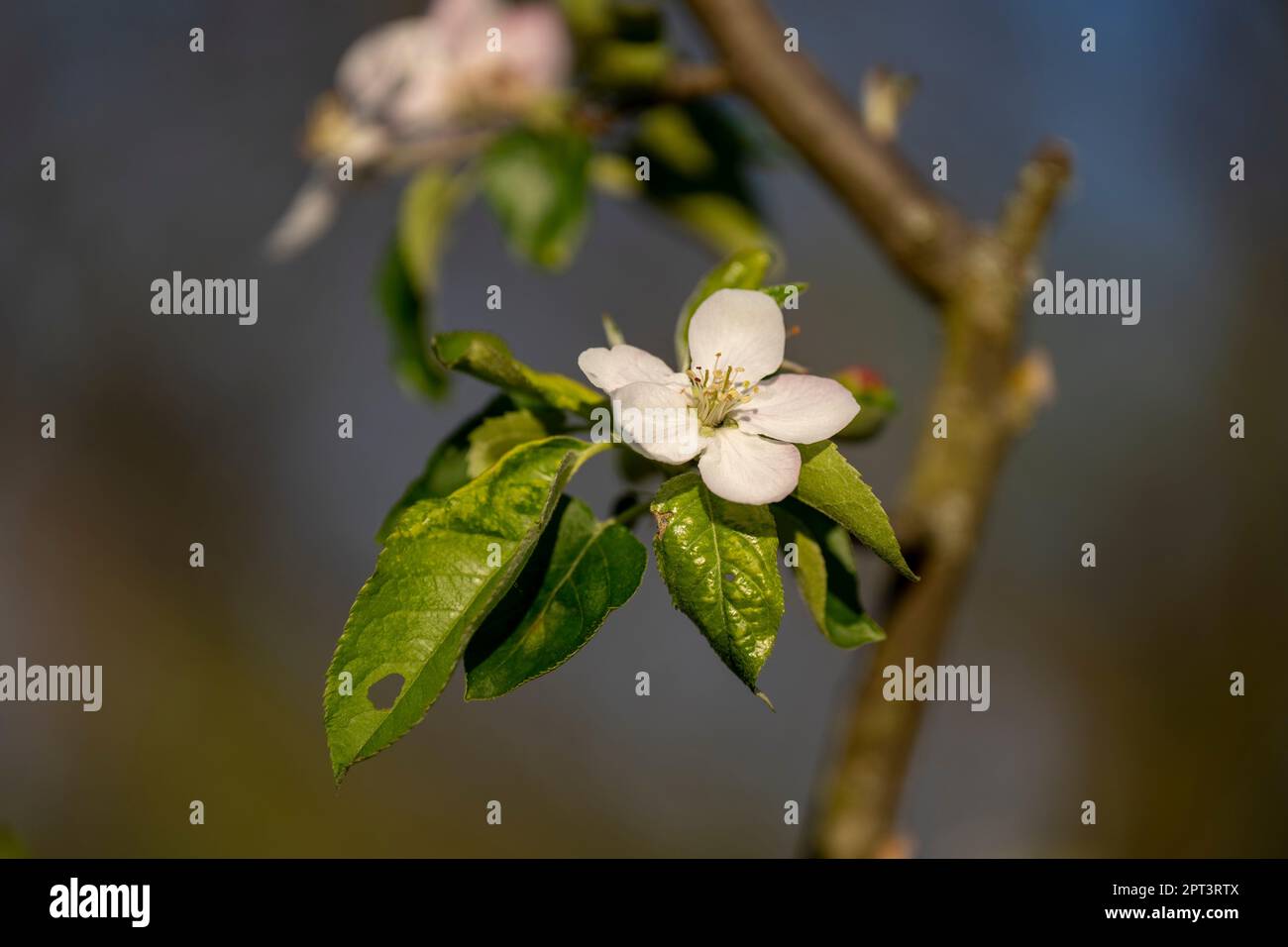 Blühender Apfelbaum im Frühling im Garten. Stockfoto