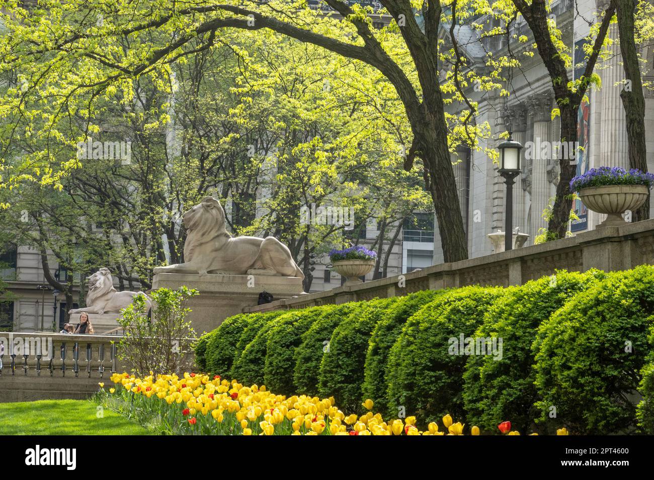 Die Lion Statues, Patience und Fortitude sind historische Wahrzeichen vor der New York Public Library in der Fifth Avenue, 2023, New York City, USA Stockfoto