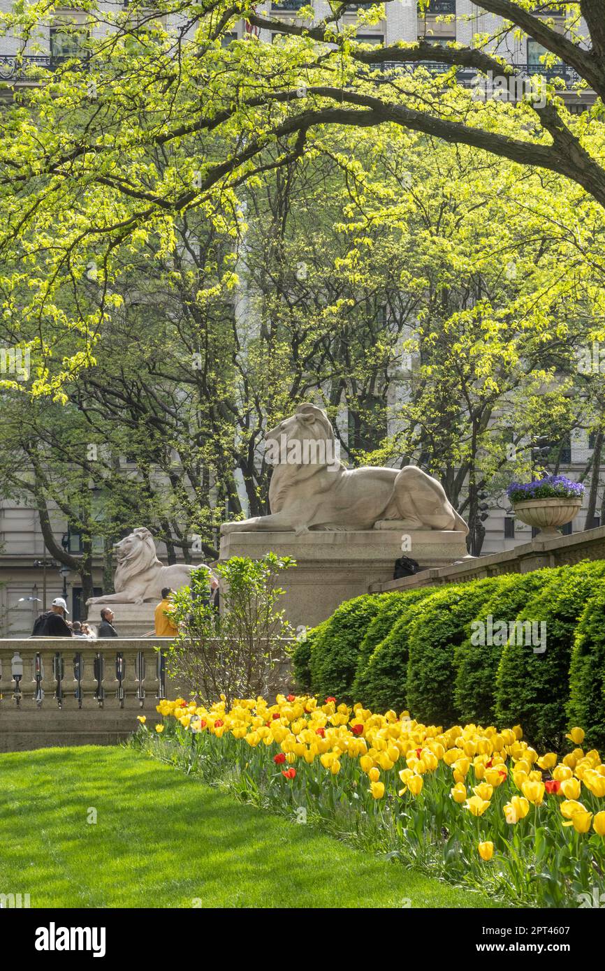 Die Lion Statues, Patience und Fortitude sind historische Wahrzeichen vor der New York Public Library in der Fifth Avenue, 2023, New York City, USA Stockfoto