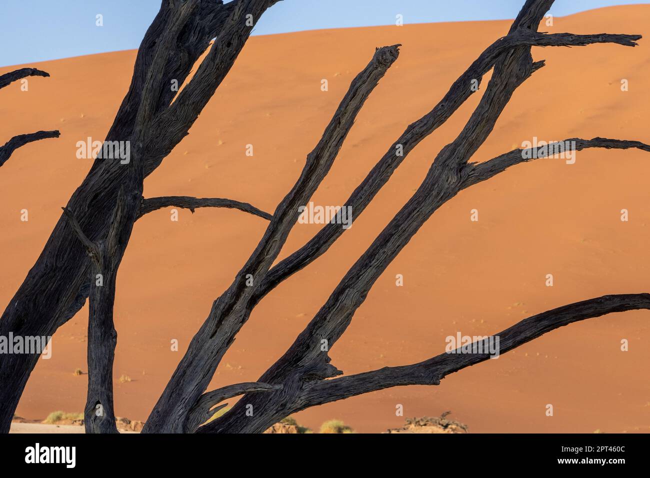 Tote Bäume im Death Valley Sossusvlei Sand Dünen Nambia Stockfoto