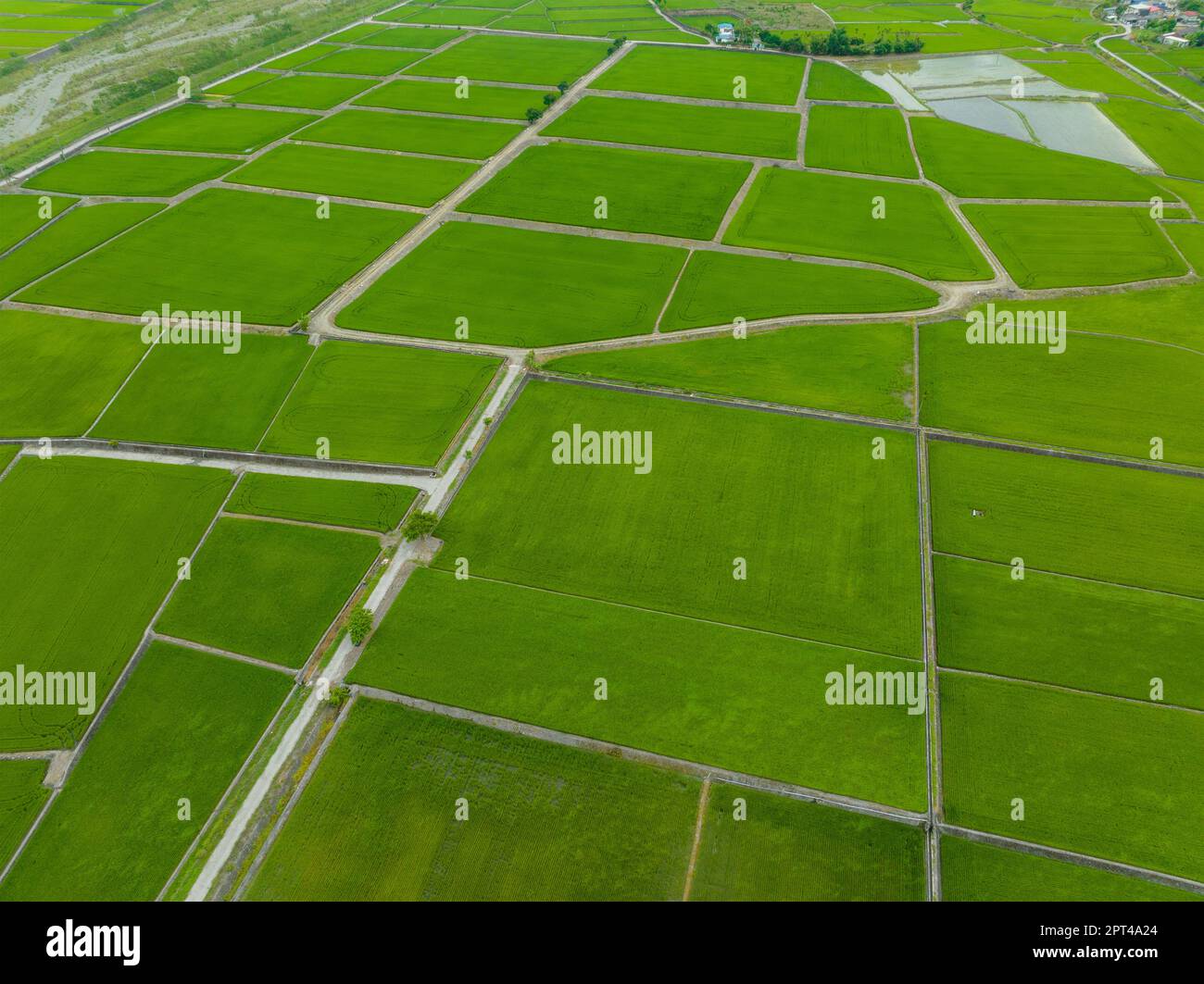 Paddy-Reis-Feld in Yuli von Hualien in Taiwan Stockfoto