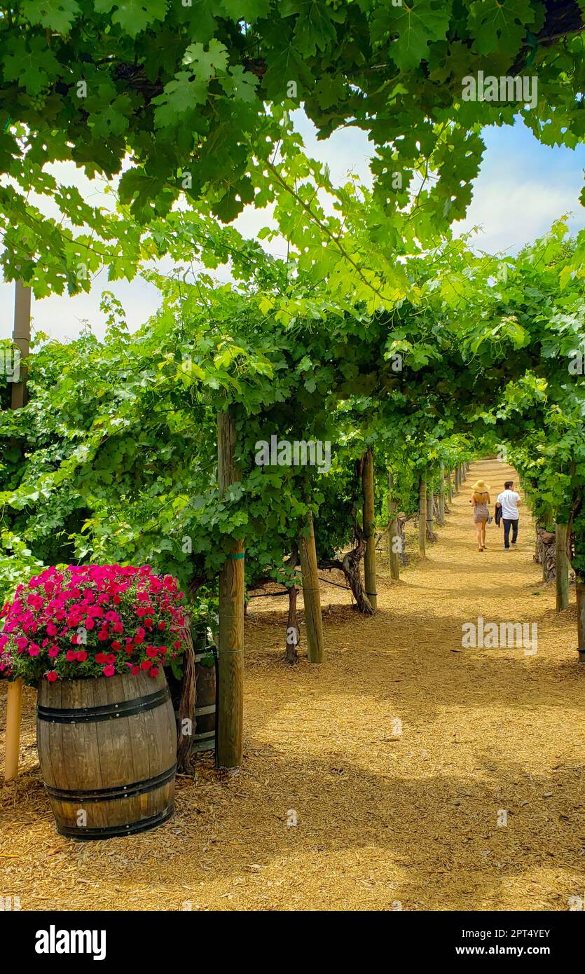 Junges Paar bei einem Spaziergang durch den Weinanbaugebiet. Stockfoto