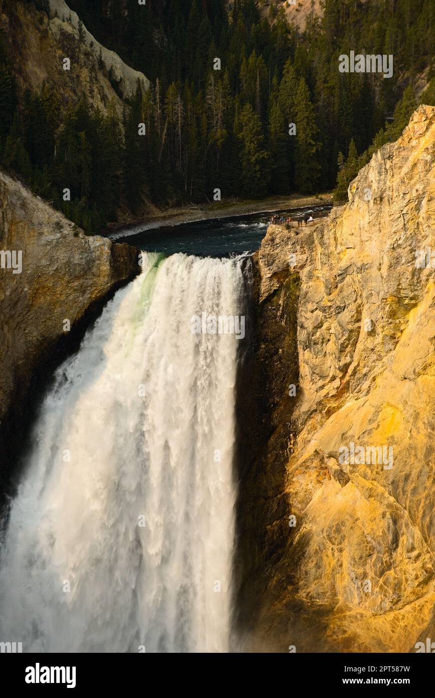 Aus nächster Nähe sehen Sie die Lower Falls des Yellowstone River, während er in den Yellowstone Canyon stürzt, vom Lookout Point am Nordrand aus gesehen Stockfoto