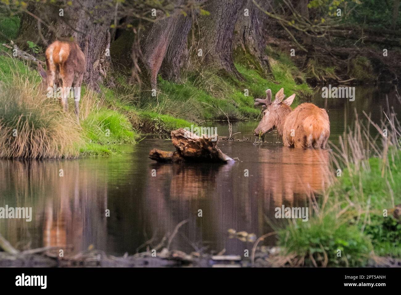 Buldern, NRW, Deutschland. 27. April 2023. Ein Hirsch weht durch das Wasser. Rotwild trinken und baden in einem kleinen natürlichen Bach, der durch ein Wildreservat in der Nähe des Burgwerks Buldern im Münsterland bei Dülmen fließt. Die Hirsche wachsen noch immer ihr neues Geweih, bedeckt mit Samt, während die Hintern sich bereit machen, bald zu gebären. Kredit: Imageplotter/Alamy Live News Stockfoto