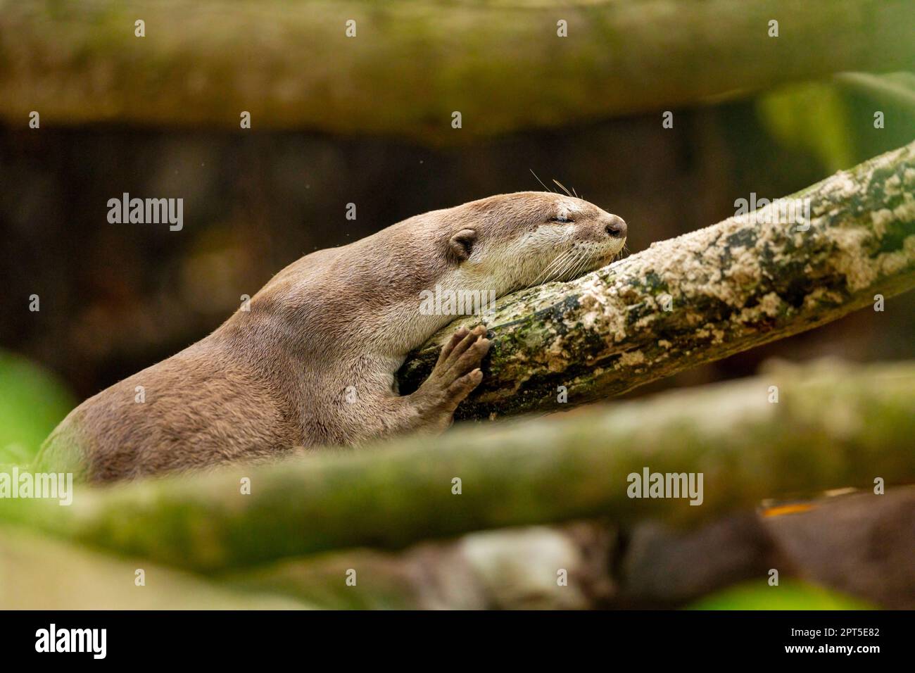 Glatt beschichtete Otter, die auf einem Ast in einem Mangrovenstrand in Singapur schlafen Stockfoto