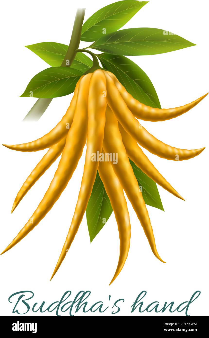 Buddha-Handfrucht realistisch Stock Vektor