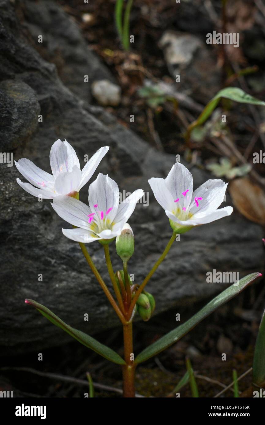 Claytonia lanceolata, Schönheit des westlichen Frühlings, Wildblumen, Stockfoto