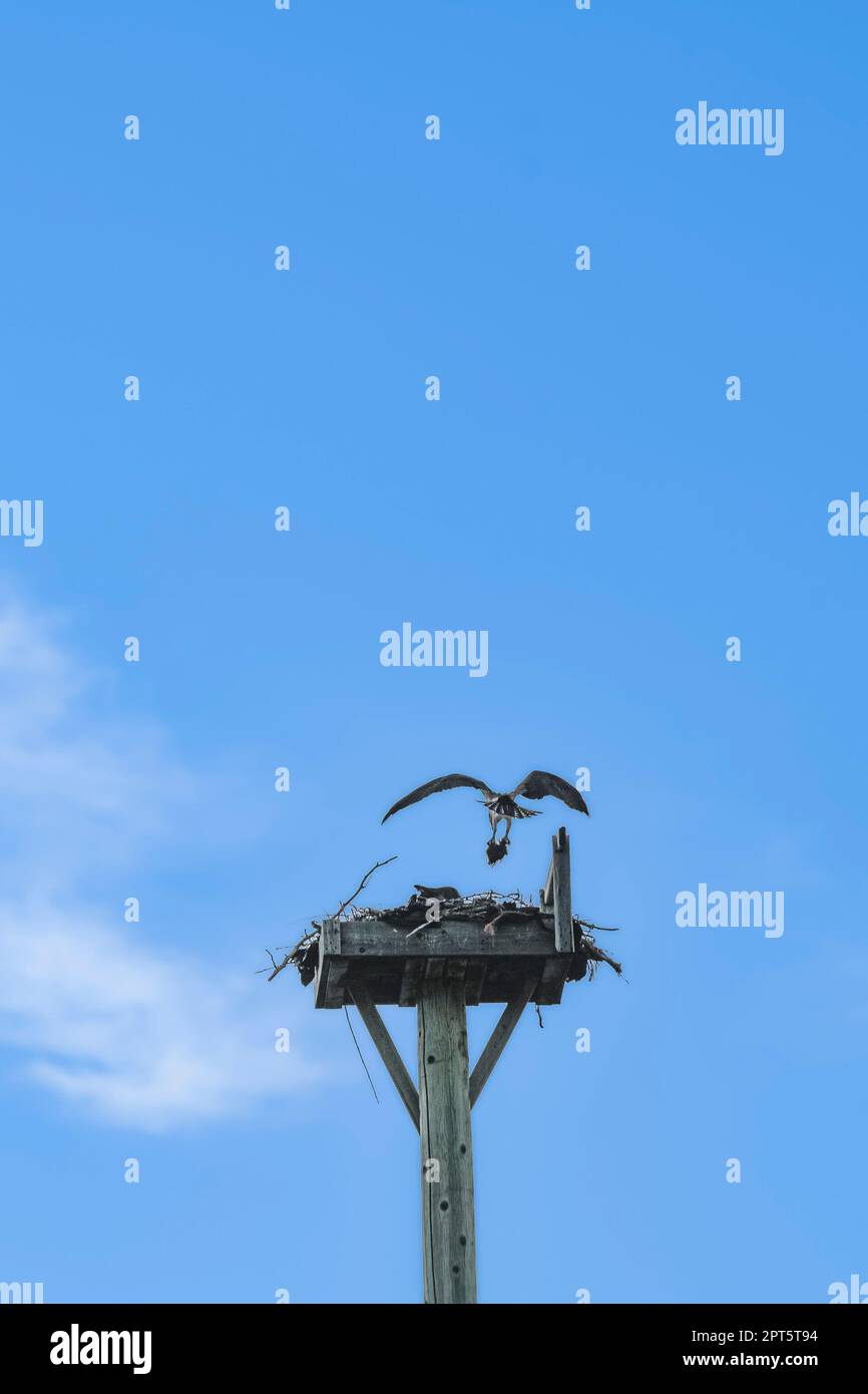 Osprey mit Nistmaterial, Summerland, Okanagan Valley, British Columbia, Kanada Stockfoto
