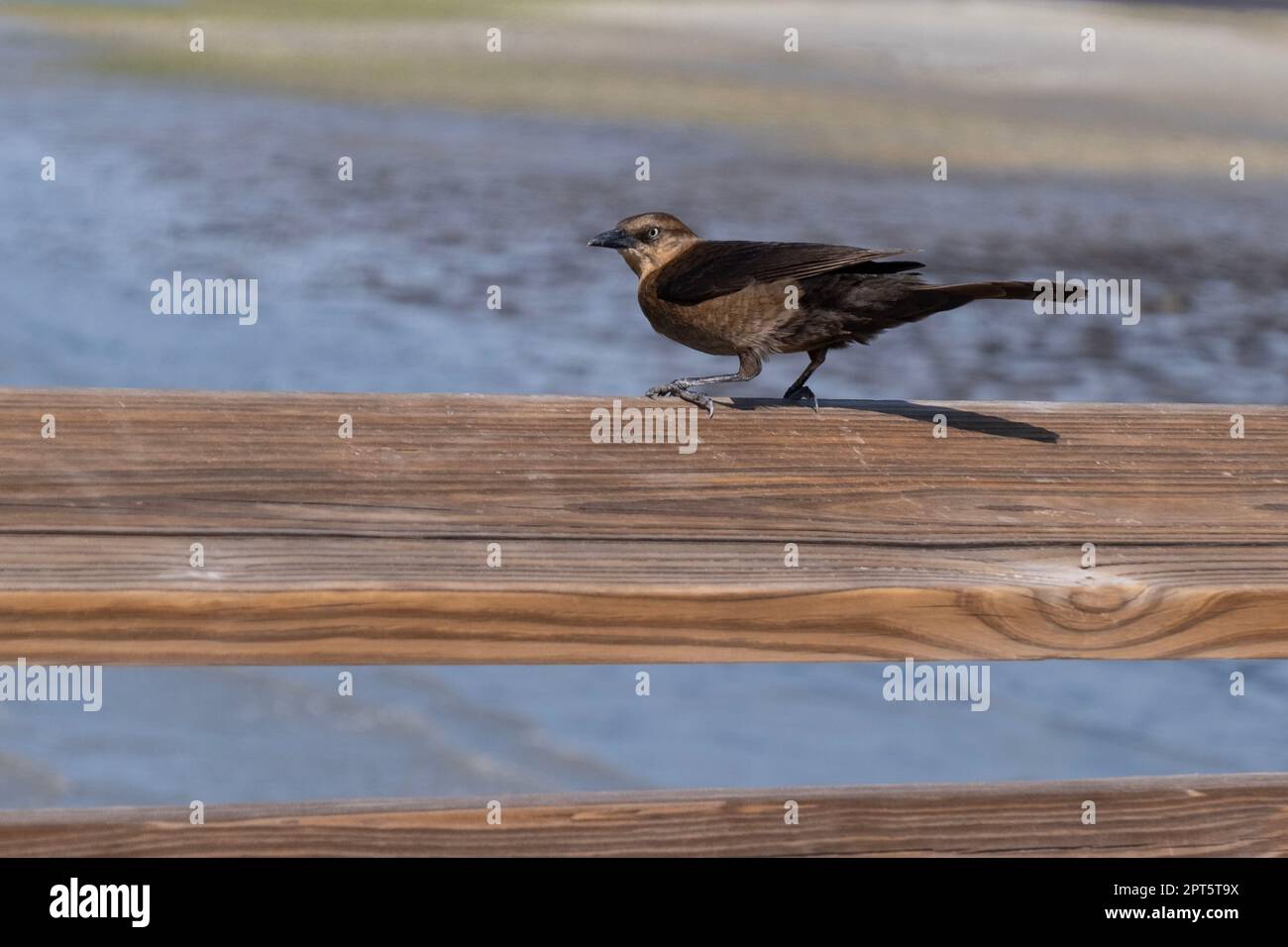 Weibliche Greifschwanzgralle am Zaun Stockfoto