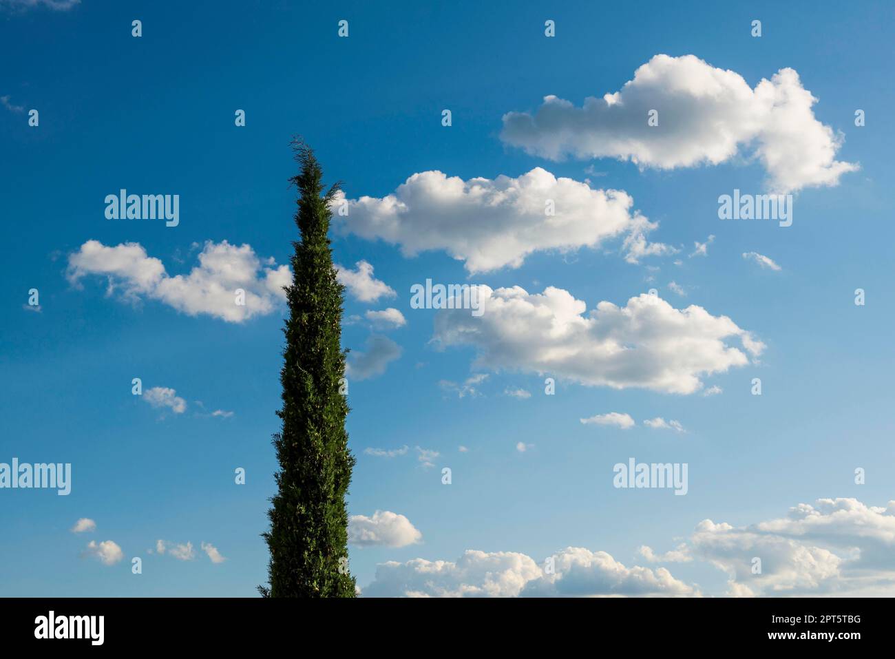 Zypresse und Himmel mit Wolken, Val d' Orcia, Orcia-Tal, Provinz Siena, Toskana, Italien Stockfoto