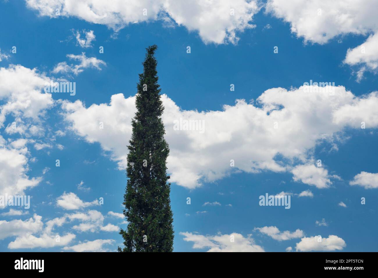 Zypresse und Himmel mit Wolken, Val d' Orcia, Orcia-Tal, Provinz Siena, Toskana, Italien Stockfoto