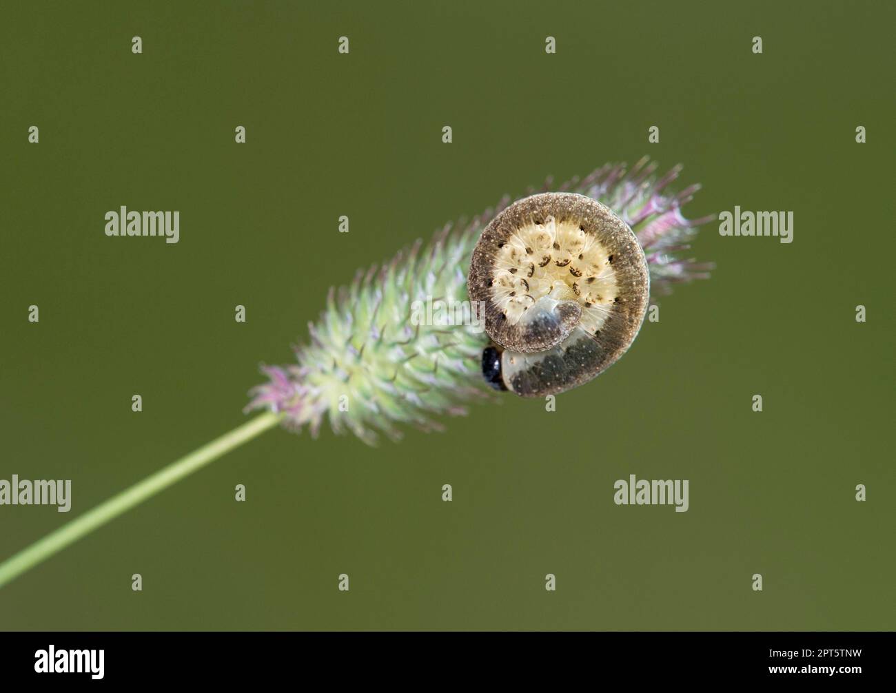 Raupe einer Eulenmotte (Noctuidae), Wallis, Schweiz Stockfoto