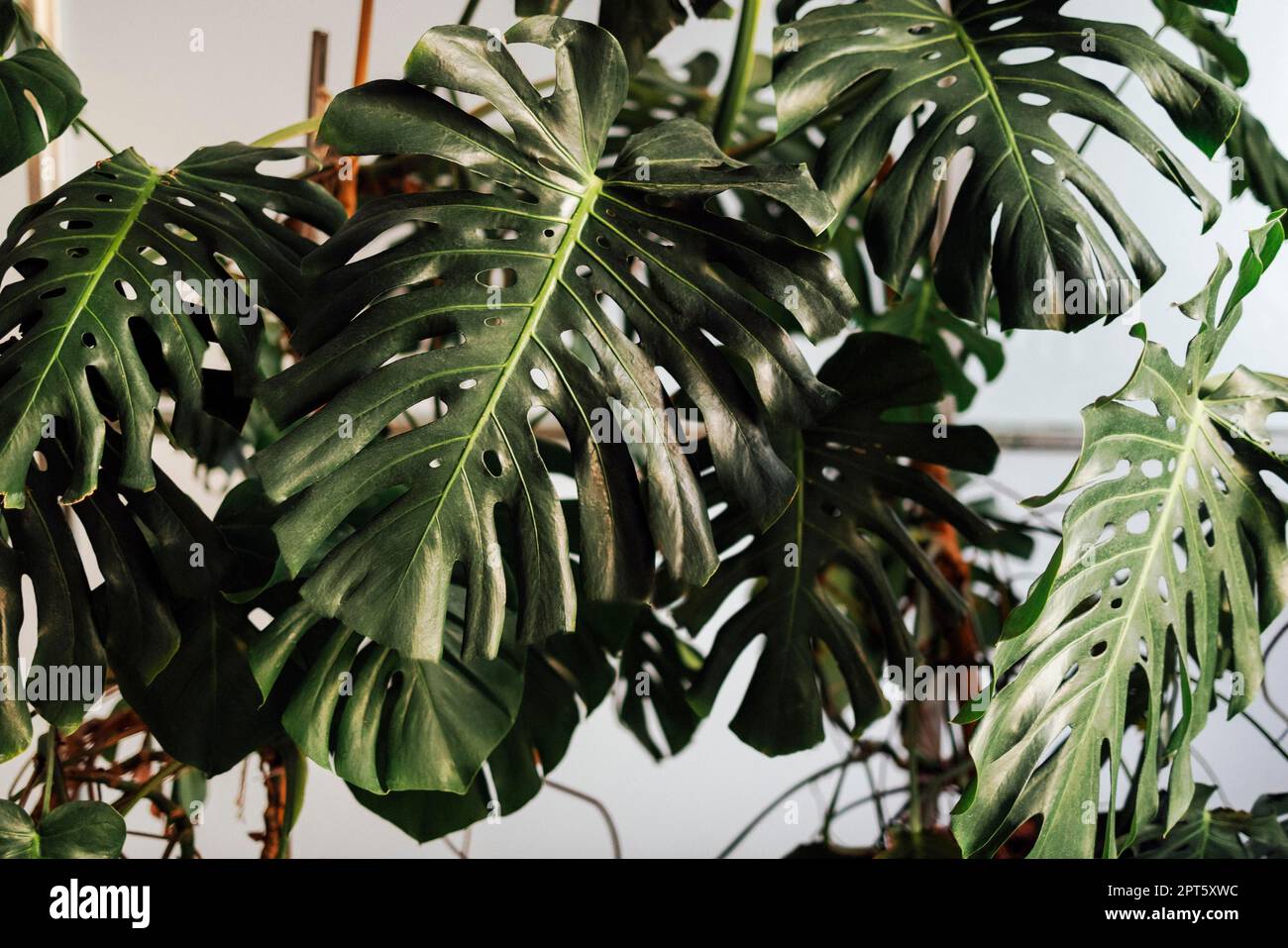 Tropischer Dschungelgrüner Hintergrund, Monstera Deliciosa-Blätter an der Wand mit dunkelgrünem, naturbelassenem Blumenmuster im Waldmotiv Hintergrund Stockfoto