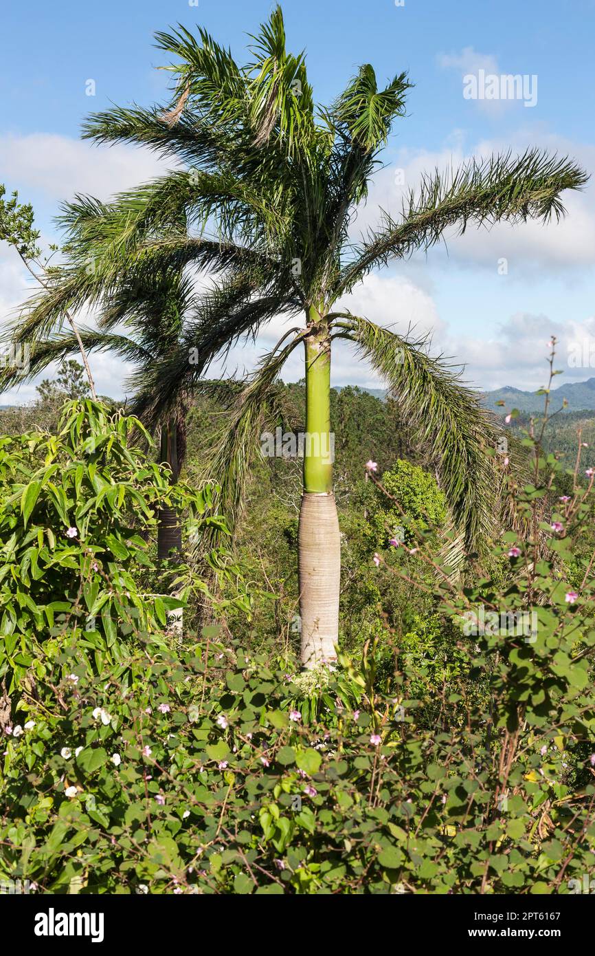 Königliche Palme (Roystonea regia), Guanayara-Nationalpark, Kuba Stockfoto