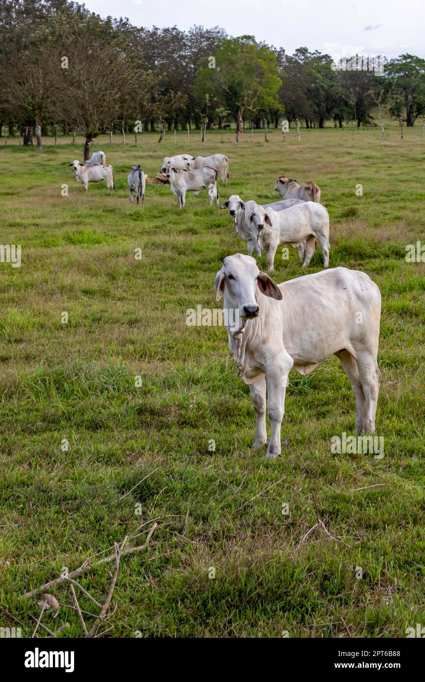 Muelle San Carlos, Costa Rica, Brahman-Rinder auf einer Costa-ricanischen Farm. Die Brahan-Rasse stammt von Rindern aus Indien. In heißen Tropen sind sie gut Stockfoto
