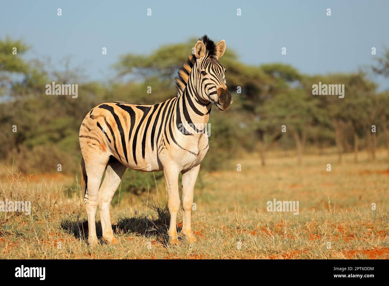 Eine Ebene Zebra (Equus burchelli) in natürlichen Lebensraum, Mokala National Park, Südafrika Stockfoto