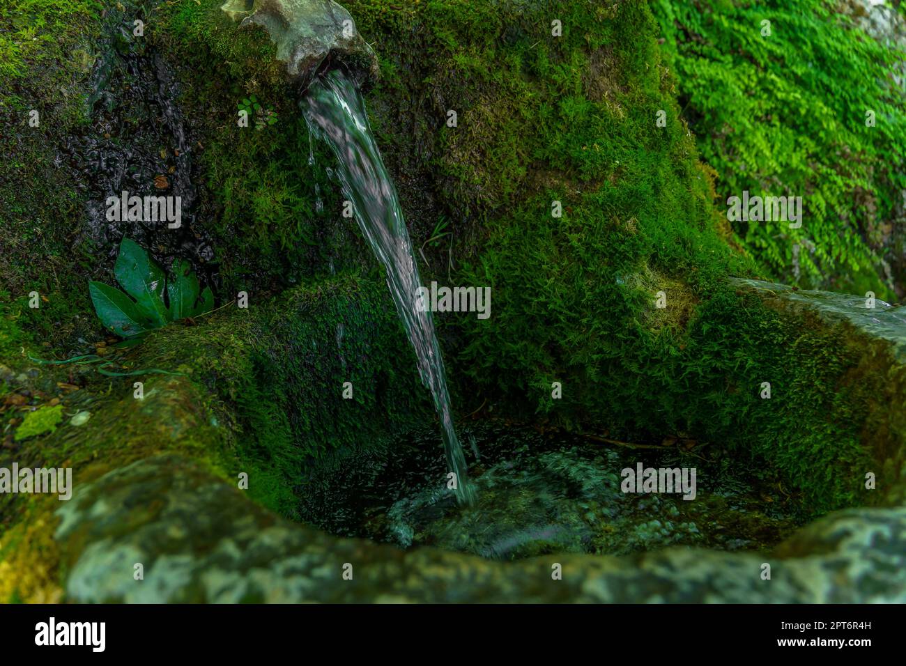 Quelle aus kristallklarem, frischem Wasser bedeckt mit grünem Moos und Farnen Stockfoto