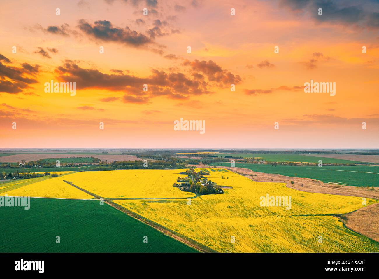 Luftaufnahme Des Feldes Mit Blühenden Canola Gelbe Blumen. Blick Von Oben Auf Blütenpflanze, Raps Wiese Gras Landschaft Bei Sonnenuntergang Sonnenaufgang. Landwirtschaft C Stockfoto