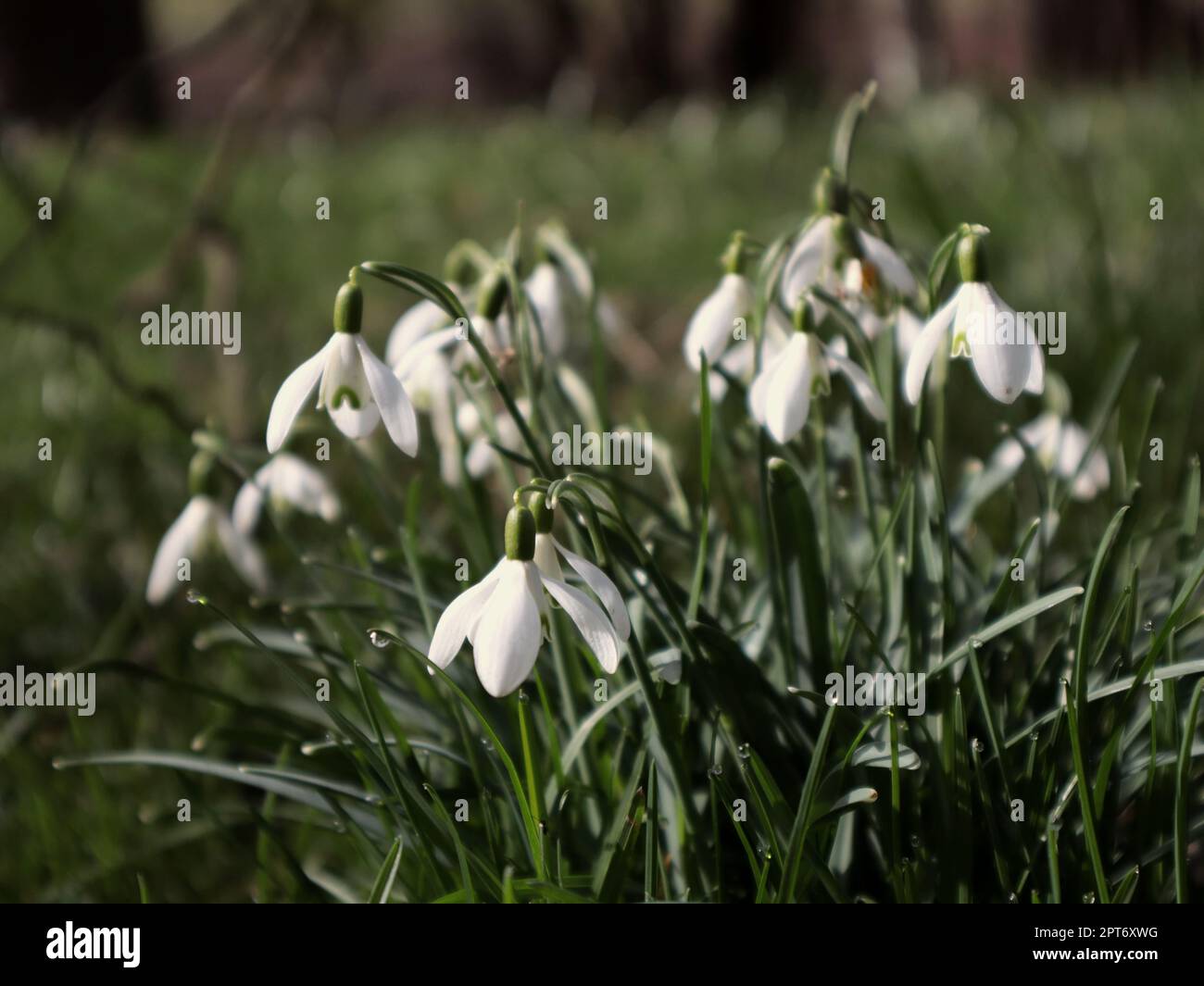 Schneeglöckchen Blume Stockfoto