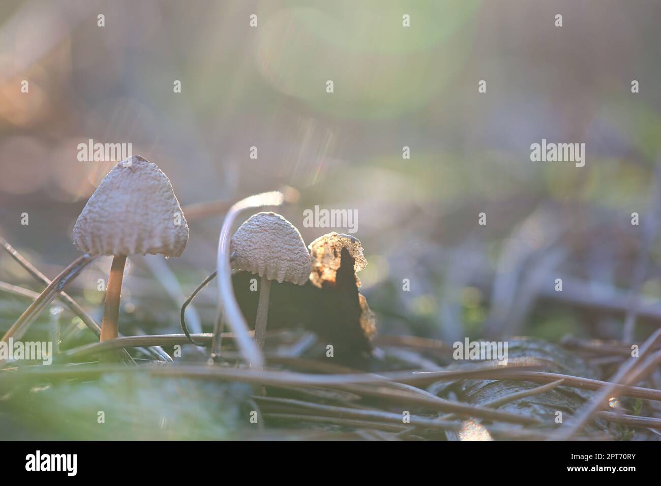 Pilz, verträumt, verwischt mit Sonnenstrahlen auf Nadelwaldboden im Herbst. Sanfte Lichtstimmung. Makroaufnahme aus der Natur im Wald Stockfoto